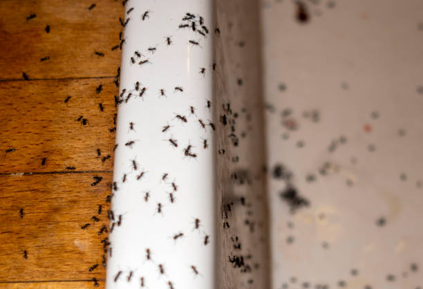 Best Pest Removal Services  in Tri Lakes, IN
